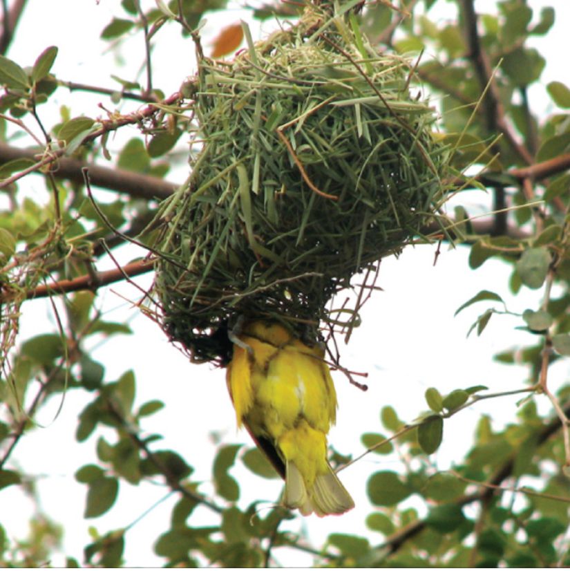 Şekil 19.4.8: Maskeli dokumacı türünde bir kuş, Zambiya'da bulunan Zambezi Vadisi'nde bir ağaca yuva yapmaya başlıyor. Bu, bir türün (kuş) fayda sağladığı, diğer türün (ağaç) ise ne fayda sağladığı ne de zarar gördüğü bir komensal ilişki örneğidir.