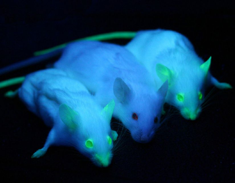 Bu fotoğrafta bulunan farelerin ikisi UV ışık altında parlamalarına sebep olan bir gene sahiptir; yani transgeniktir. Transgenik olmayan fare ise doğal olarak parlamamaktadır.