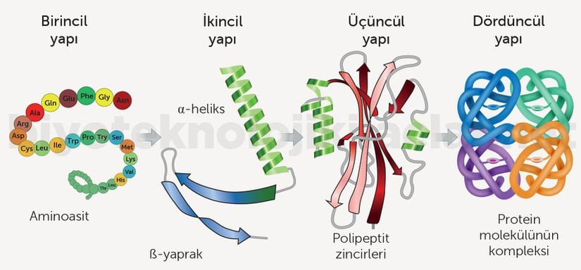 Ribozomdan bir polipeptit zinciri şeklinde çıkan proteinin katlamasına kadar olan süreçlerin gösterimi.