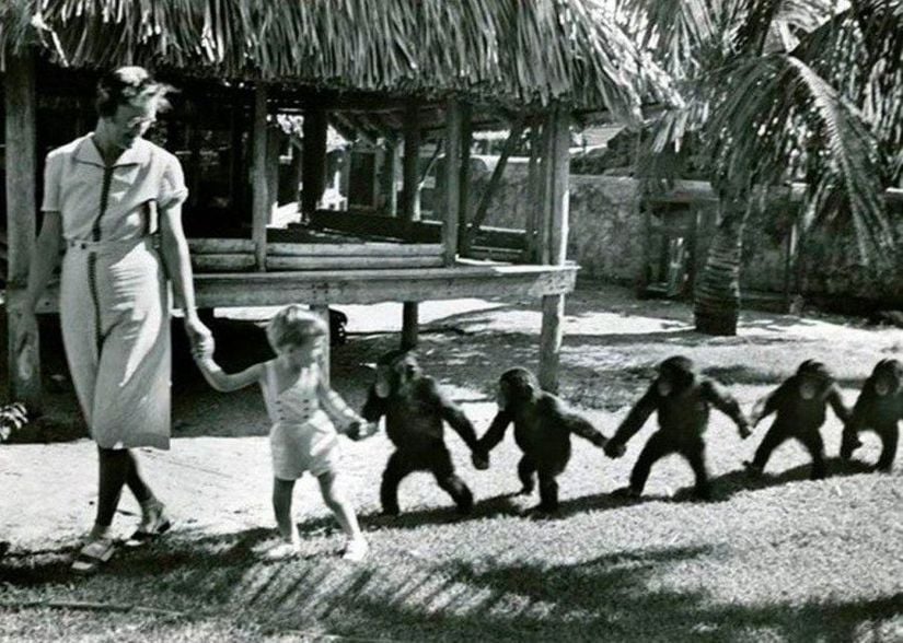 1942 senesinde National Geographic için John McDermott tarafından çekilen bu fotoğrafta, ufak bir erkek çocuğu, bir şempanze grubuna öncülük ediyor. Grubun başında da muhtemelen maymunların eğitmeni bulunuyor. Şempanzelerin el ele tutuşarak okul çocukları gibi tek sıra olmayı öğrenmiş olmaları gerçekten ilgi çekici bir tablo sunuyor.