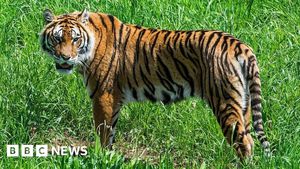 Tigers And Humans Carefully Navigate A Dangerous Dance In The Sundarbans