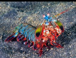 Peygamber Devesi Karidesinin (Mantis Shrimp) evrimi nasıl gerçekleşmiştir?