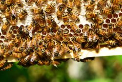 Arıların ürettiği bal bu kadar uzun süre dayanıyorsa neden dünyayı ele geçirmediler?