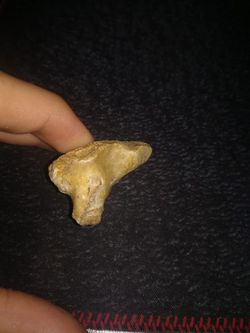 Bu elimdeki taş herhangi bir canlının fosili olabilir mi?