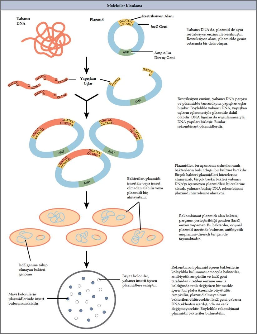 Moleküler klonlamada takip edilen adımlar.