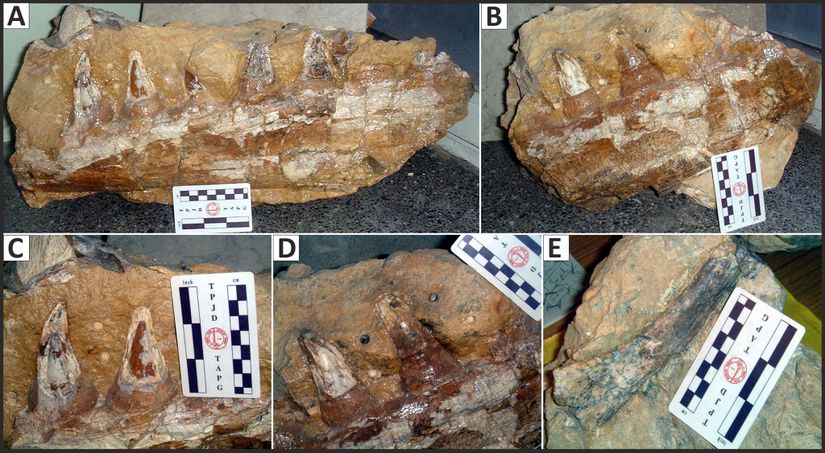 Türkiye'de bulunan Mosasaurus hoffmanni fosillerinin fotoğrafları. Sol maksilla parçası (A), sağ maksilla parçası (B), sol jugal parça (D).