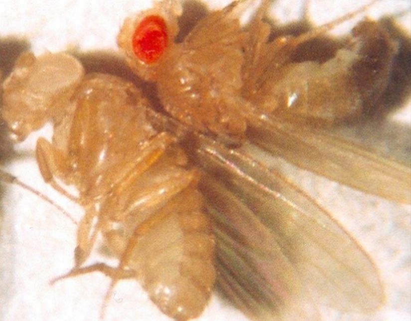 Drosophila'da göz rengi geni X kromozomu üzerinde bulunur; kırmızı göz rengi yaygın tiptir ve beyaz göz rengine baskındır.
