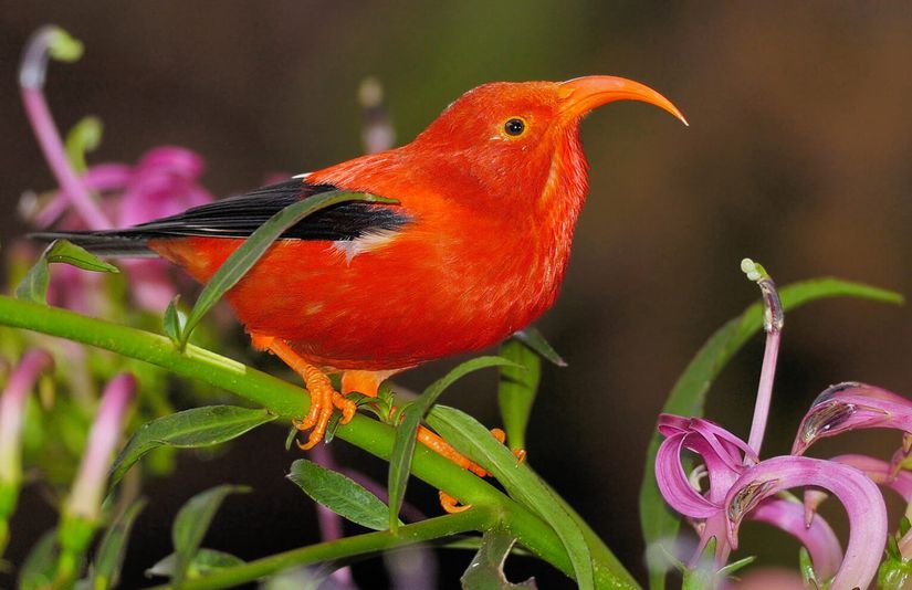 ʻIʻiwi veya kızıl Hawaii ispinozu (Drepanis coccinea).