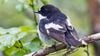 Sinekkapan Kuşlarının Yavruları, Henüz Öğrenmedikleri Sesleri Bile Ayırt Edebiliyor!