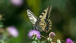 Kırlangıçkuyruk (Papilio machaon)