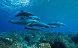 Dolphins Exhale Microplastics Revealing Ocean Pollution