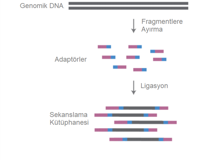 Genomik DNA kütüphanesi hazırlama, gDNA'yı fragmentlere ayırmayı ve bu fragmentlere adaptörlerin eklenmesi sürecini içerir.