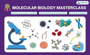 Chirality In Peptide Assemblies Shapes Biological Functions