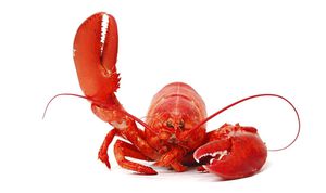 Rare Lobster Discoveries Capture Attention