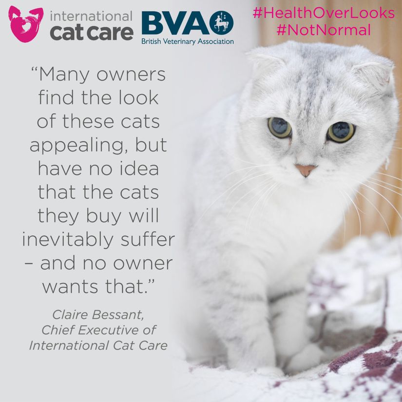 &quot;Birçok kişi bu kedilerin görünümünü cazip buluyor fakat satın aldıkları kedilerin kaçınılmaz olarak ızdırap çekeceğini bilmiyor. Hiçbir kedi sahibi bunu istemez.&quot;, Claire Bessant, iCatCare başkanı; iCatCare; İngiliz Veterinerler Birliği (BVA)