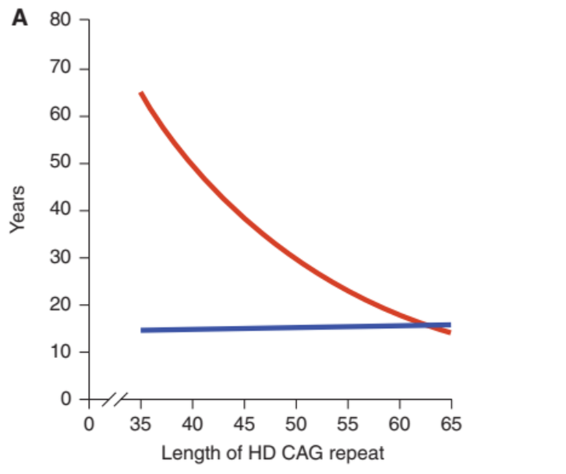 HD CAG-tekrar uzunluğunun başlangıç yaşıyla ilişkisi. Huntington hastalığı (HD) hastalarından alınan genişletilmiş mutant alel için CAG tekrar uzunluğuna karşı çizilen nörolojik başlangıç yaşı (kırmızı) ve hastalığın başlangıcından ölüme kadar geçen süre (mavi) için en uygun eğriler.