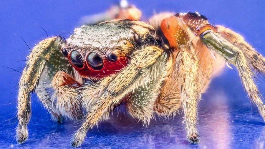 orumceklerle ilgili inandiginiz 5 yanlis bilmeniz gereken 5 gercek evrim agaci