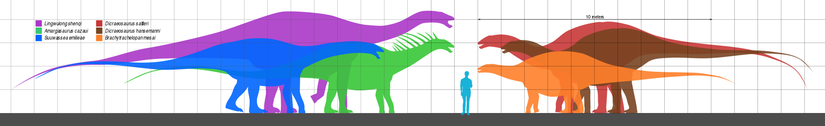 Dicraeosauridae ailesi üyelerinin boyut karşılaştırması.