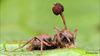 Ölüm Isırığı: Kordiseps (Cordyceps) Mantarı Nedir? Üremek İçin Karıncaları Nasıl Zombileştirir?