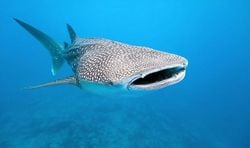 Balina köpekbalıkları neden planktonlarla beslenir?