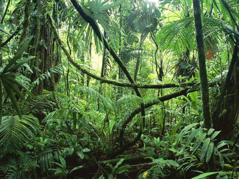 Amazon Yağmur Ormanları