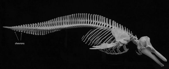 Yunus Balığı İskeleti - Yüzeyken yukarı,aşağı iskelet hareketleri yapar