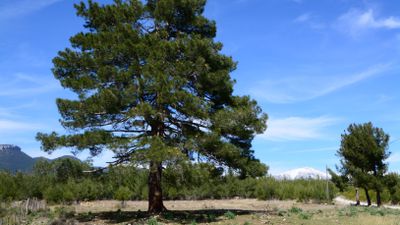 Kızılçam (Pinus brutia Ten.)
