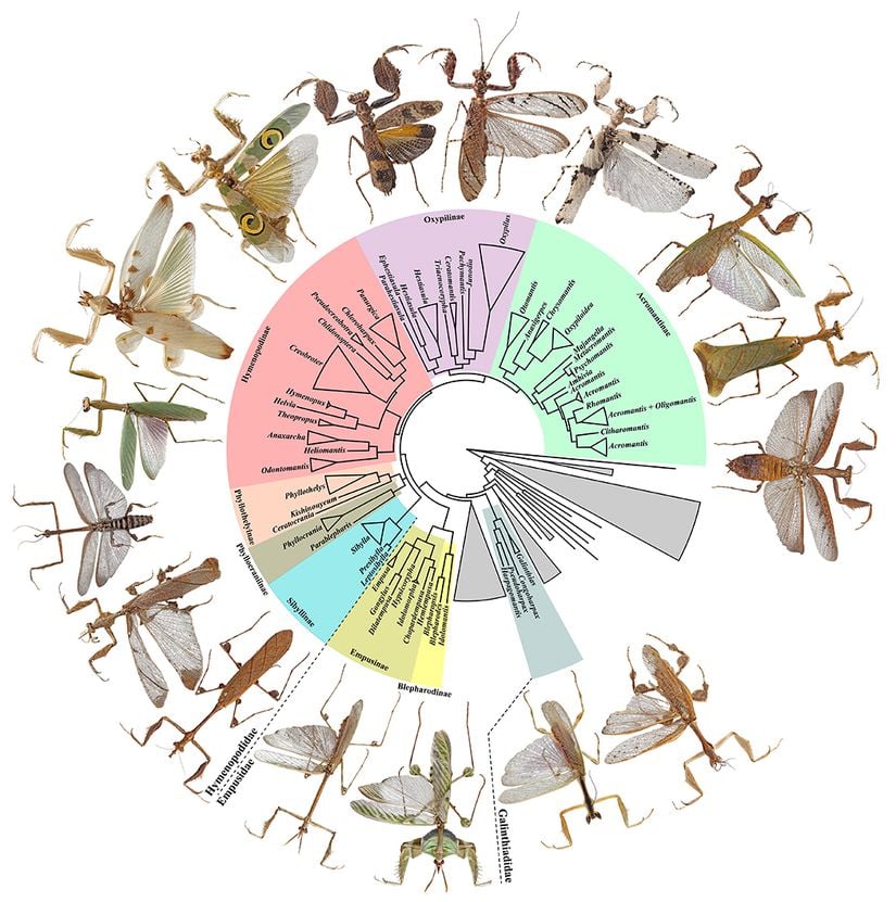 Birkaç mantis türünün evrimsel akrabalık ilişkilerini gösteren filogenetik harita...