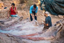 Portekiz'de dev dinozor iskeleti bulundu