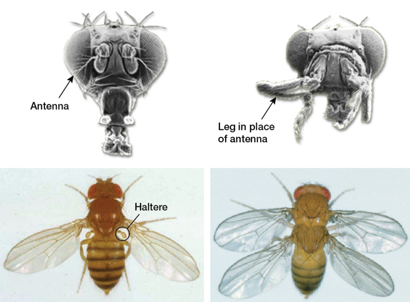 Üstte solda normal meyve sineği, sağda "antennapedia" geninde mutasyona uğramış bir meyve sineği görülüyor. Altta solda normal meyvesineği, sağda ise 2 toraks gelişimine sebep olan bir homeotik mutasyona sahip meyve sineği görülüyor.