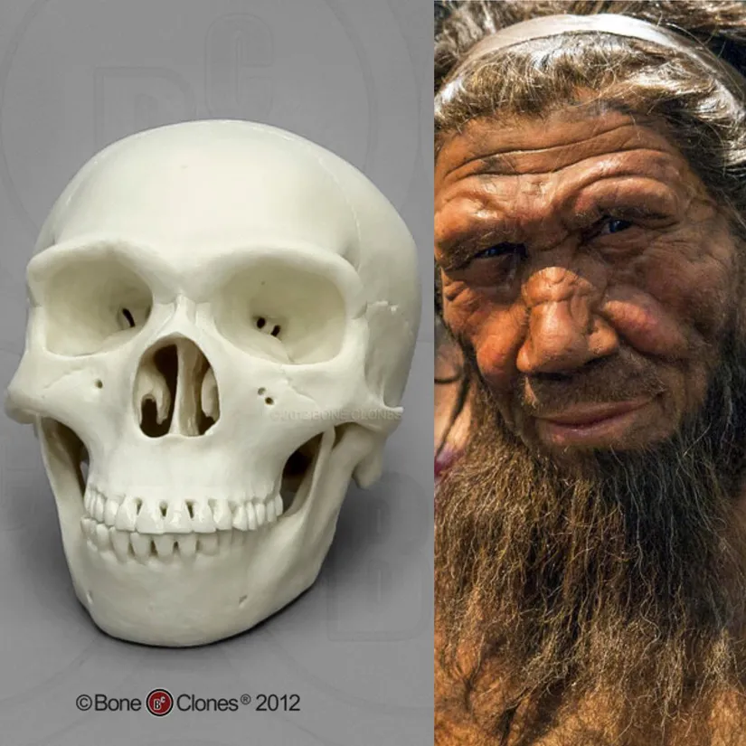 Neandertal Kafatası ve Rekonstrüksiyonu