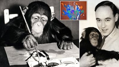 Ressam Şempanze Congo