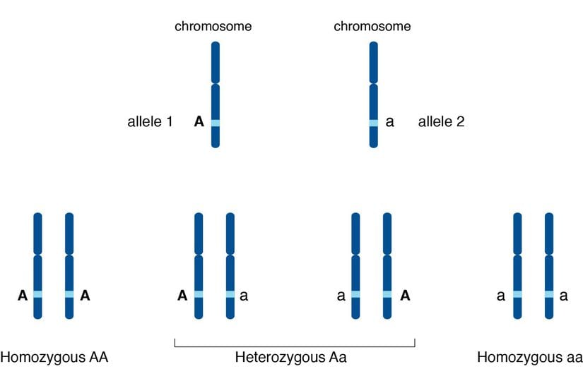 İki kromozomda aynı gene ait farklı aleller