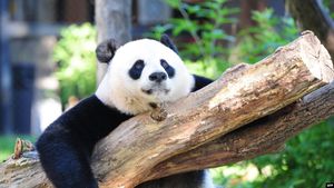 Panda Cubs Bring Joy And Diplomacy To San Diego Zoo