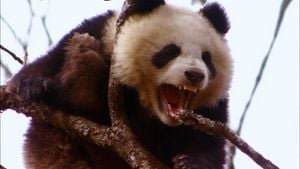 Pandalar Nasıl Hayatta Kaldı? Pandalarda Savunma ve Saldırı!