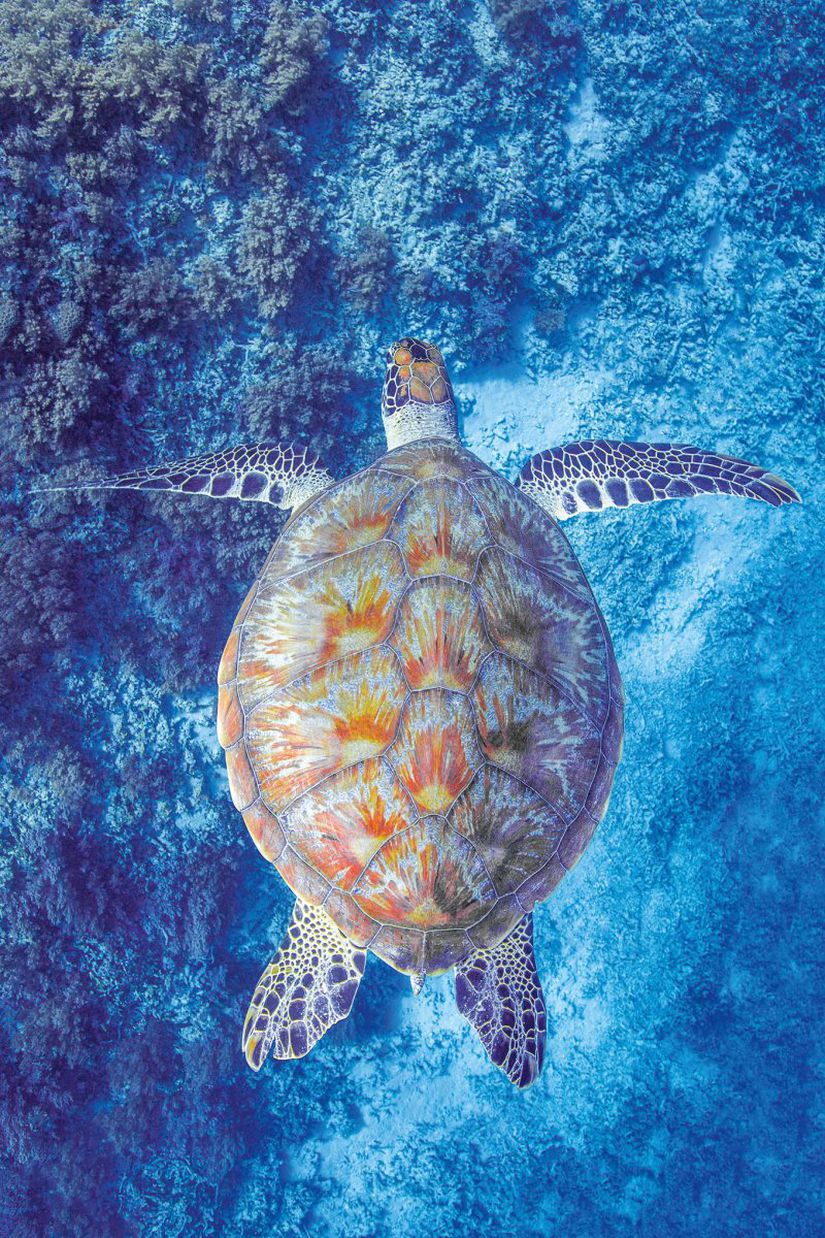 Endonezya'daki Gili Adalarındaki mercanlarda süzülen bir deniz kaplumbağa