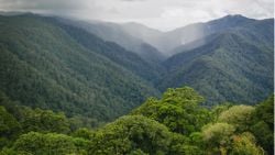 Sünger Etkisi: Ormanlar Bir "Sünger" Gibi Davranarak Hem Selleri, Hem Erozyonu, Hem de Kuraklığı Önlüyor!
