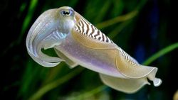 Mürekkep balıklarının göz bebekleri neden diğer canlılara göre çok tuhaf, bunun evrimsel bir açıklaması bulunmakta mı ?