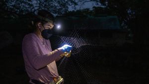 Belizean Scientist Champions Bats For Forest Conservation