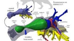 Dinozorların Zeka Ve Algı Seviyeleri: Velociraptor, T-Rex Ve Stegosaurus