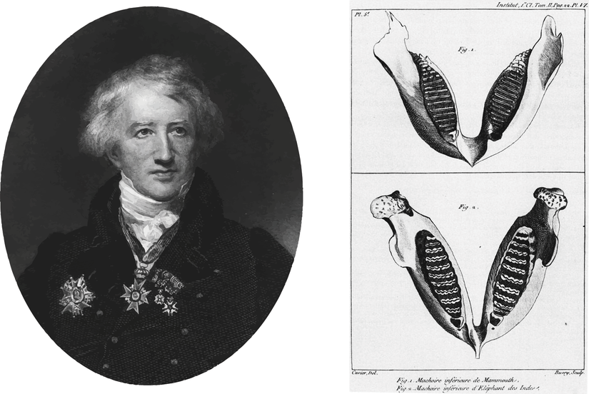 Georges Cuvier ile, fil ve mamut dişlerinin karşılaştırdığı çizimleri yan yana