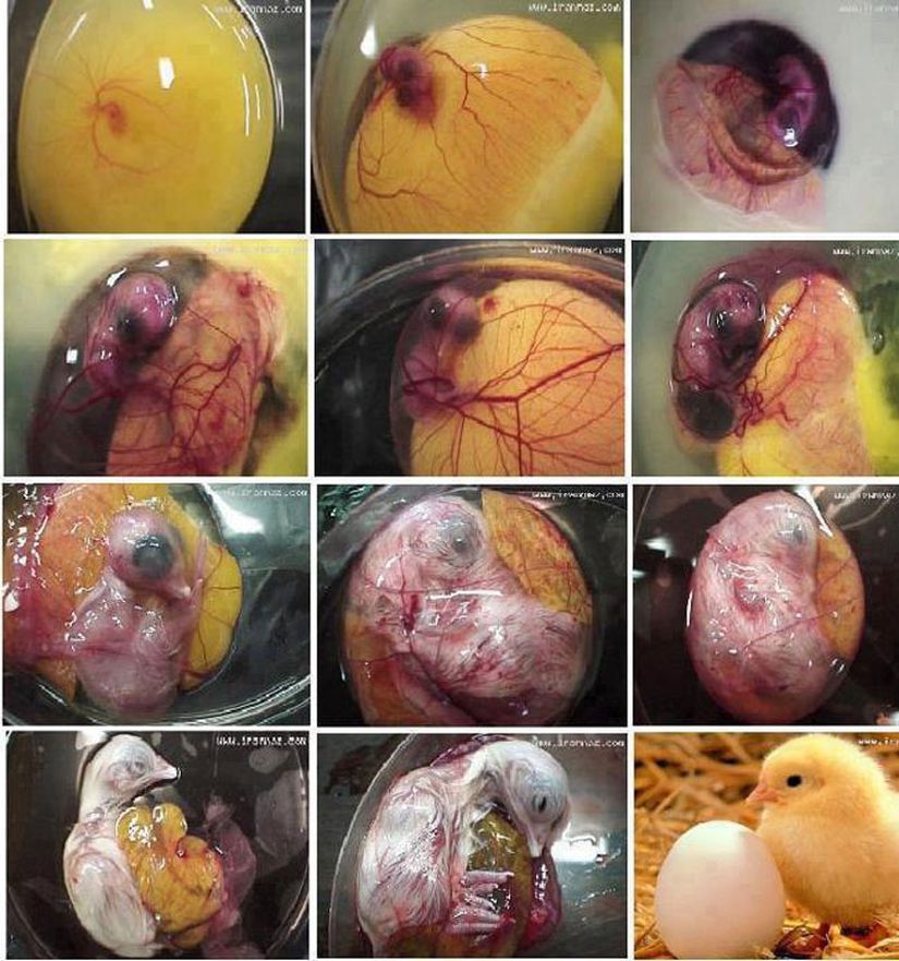 Bir civcivin yumurta içerisindeki macerasının en net görüntülerinden biri...