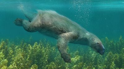 Okyanuslardan Ağaçlara Uzanan Yolculuk: Tembel Hayvanlar Nasıl Evrimleşti? Bu Kadar Yavaş Bir Hayvan Nasıl Oldu da Hayatta Kalabildi?