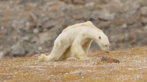 How Are Animals Coping With Climate Change