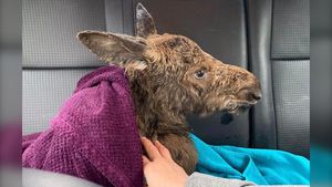 Juvenile Moose Rescued From Pool Sparks Community Spirit