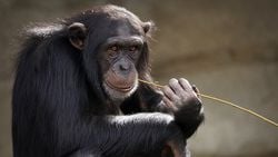 Şempanzelerin Beslenme Teknikleri, İnsan Harici Hayvan Türlerindeki Kültürel Farklılıklara Işık Tutuyor!