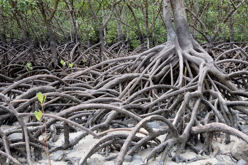 Mangrov, gelgit olaylarının sık yaşandığı okyanus kıyılarında yetişen, ağaç ve bitki topluluklarına verilen isimdir. Bu aynı zamanda orman oluşumu ile tam uyumlu mikroorganizmalar (bakteriler, mantarlar, algler) ve faunaya (yengeçler, karidesler, balıklar) da verilen genel bir isimdir.