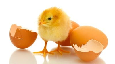 Yediğimiz Yumurta Doğmamış Civciv mi? Yumurtanın Döllendiğini Nasıl Anlarız?