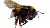 Tüylü arı (Bombus terrestris)