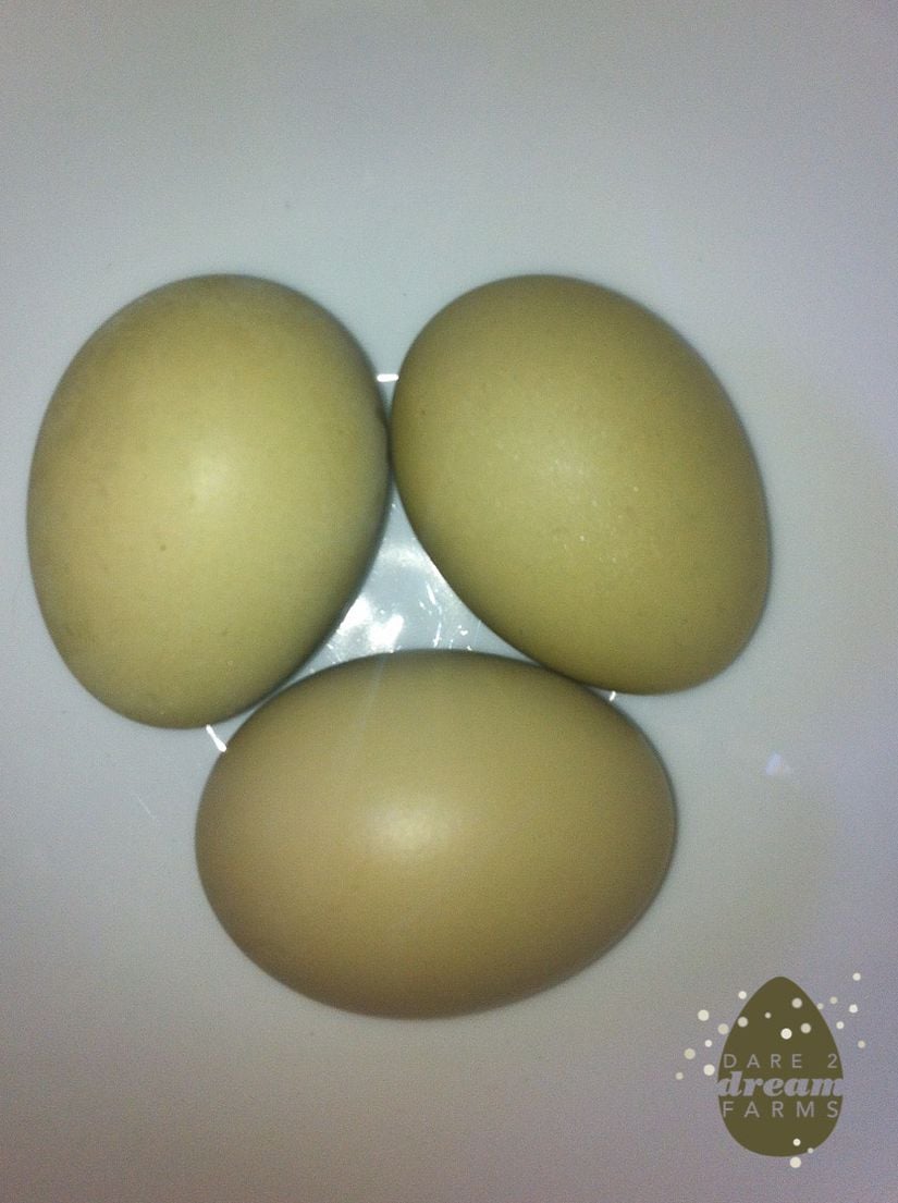 Eğer bir tavuk, zeytin yeşili yumurtalar yumurtluyorsa, ona